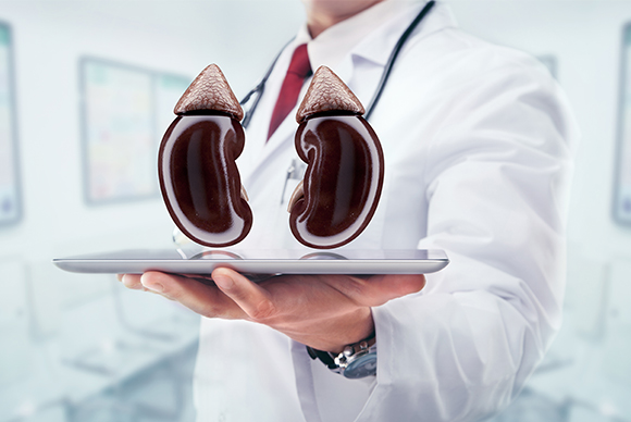 Healthy Kidney